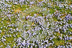 Spring coming, background