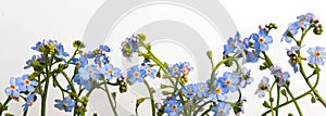 Spring is coming - bunch of forget-me-nots over white background