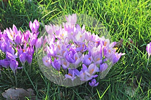 Spring is coming with Dutch crocuses,Holland