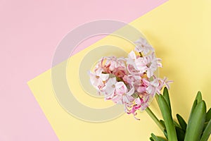 spring coming concept. pink hyacinth flowers on pastel yellow and pink colors background. Spring or summer postcard.