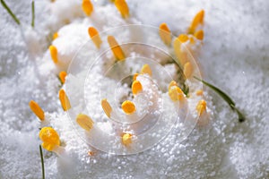 spring is coming - the first buds in the snow