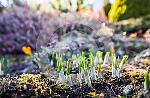 Spring is coming. The first yellow crocuses in my garden on a sunny day