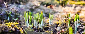 Spring is coming. The first yellow crocuses in my garden on a sunny day