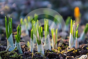 Spring is coming. The first yellow crocuses in my garden on a sunny day