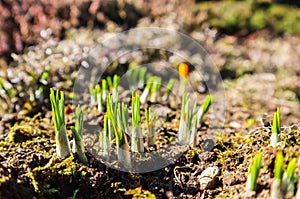 Spring is coming. The first yellow crocuses in my garden on a sunny day