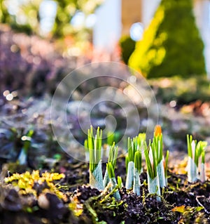 Spring is coming. The first yellow crocuses in my garden on a sunny day