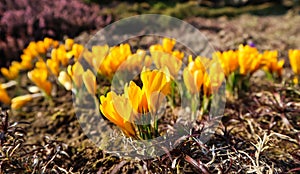 Spring is coming. The first yellow crocuses in my garden on a sunny day