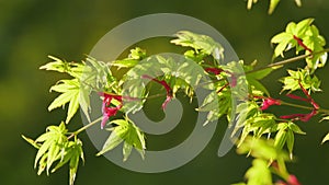 Spring Is Coming. Leaves Of Green Bark Japanese Maple. Japanese Maple With Green Leaves In Spring. Close up.