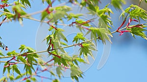 Spring Is Coming. Leaves Of Green Bark Japanese Maple. Japanese Maple With Green Leaves In Spring. Close up.