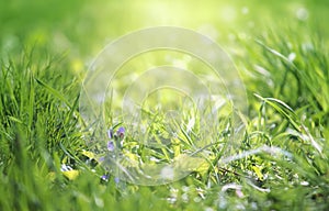 Spring is coming, light blue border background with grass and violet flower, shine, blurred image with place for text