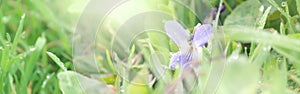 Spring is coming, light blue border background with grass and violet flower, shine, blurred image with place for text