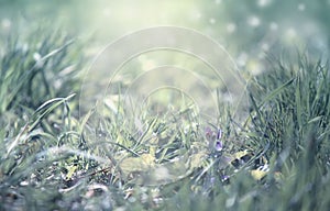 Spring is coming, light blue border background with grass and violet flower, shine, blurred image with place for text