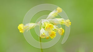 Spring coming - primrose or primula veris, blooms in the wild. Species is native throughout most of temperate Europe