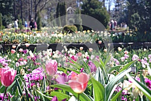 Spring is comingï¼ŒTulips at Duke University