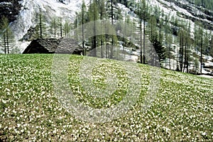 Spring is comming in the alps. a meadow with snowdrops