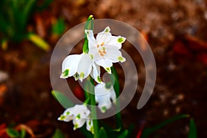 Spring is comming, snowdrop close-up photo