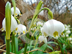 Spring is comming, snowflakes bloom in deep wild nature in forest in middle of Europe