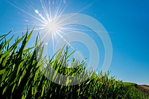 Spring composition with green grass and bright sun - flier effect