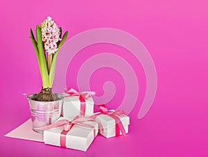 Spring composition with Pink hyacinth in a iron bucket and white gift boxes with pink ribbons on a pink background