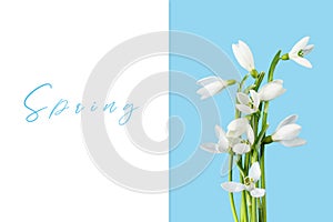Spring composition with snowdrops on a blue background. Spring minimal concept