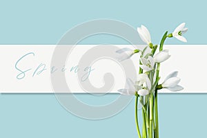 Spring composition with snowdrops on a blue background. Spring minimal concept