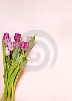 Spring composition, tulips 4