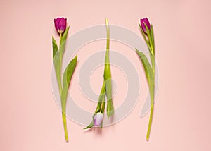 Spring composition, tulips 5