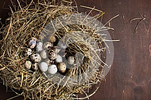 Spring concept. birds nest with eggs