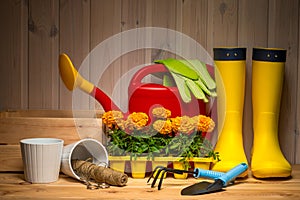 spring concept, gardening tools for gardening, rubber boots and seedlings, watering can