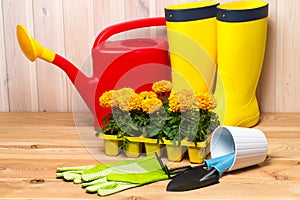 spring concept, gardening tools for gardening, rubber boots and seedlings, watering can, seasonal garden