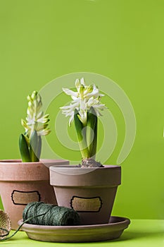 Spring concept, hyacinth in pot gardening tools for, rubber gloves, rope, watering can on green