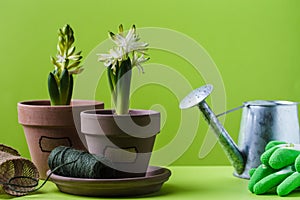 Spring concept, hyacinth in pot gardening tools for, rubber gloves, rope, watering can on green