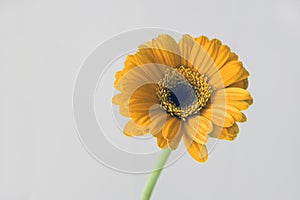 spring concept- yellow gerbera flower - daisy macro petals on white background