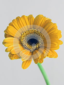 spring concept- yellow gerbera flower - daisy macro petals on white background