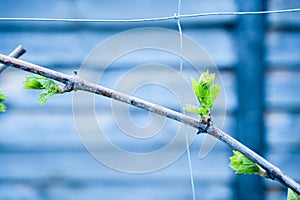 Spring cooling and night frosts and their impact on growing grapes. The first little green leaves in the vineyard