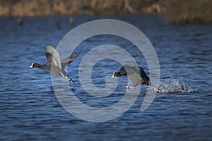 The spring Coot chase