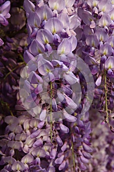 In spring the copious bloom of wisteria