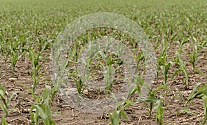 Spring Corn Field