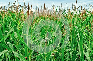 Spring corn field. Green corn with flower in the field on a background of blue sky. Beautiful spring view