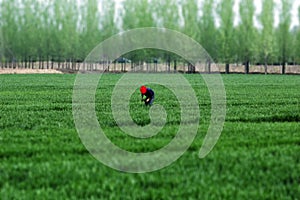 Spring cornfield