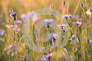 Spring cornflower in the field at dusk