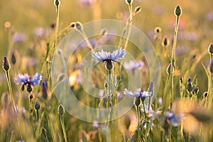 Spring cornflower in the field at dusk