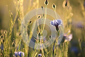 Spring cornflower in the field at dusk