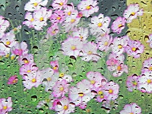 Spring cosmos flowers through rainy window