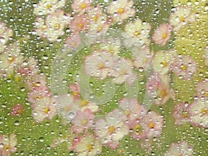 Spring cosmos flowers through rainy window
