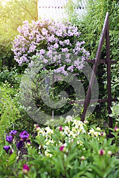 spring in cottage english garden. Blooming syringa meyeri Palibin