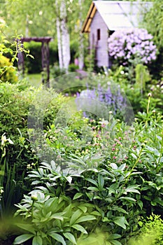 spring in cottage english garden. Blooming syringa meyeri Palibin