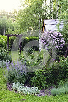 spring in cottage english garden. Blooming syringa meyeri Palibin, wooden archway, catnip (nepeta) and stachys.