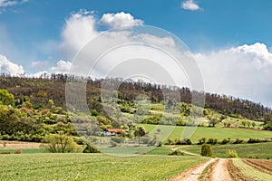 Spring countryside with dirt road through green meadows