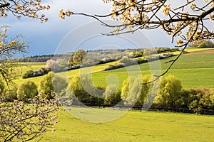 Spring countryside with green fields and flowering cherry trees